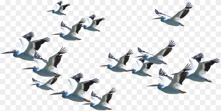 940x472 Flying Pelican Arts Good Morning Quotes With Birds Flying, Animal, Bird, Flock, Seagull Transparent PNG