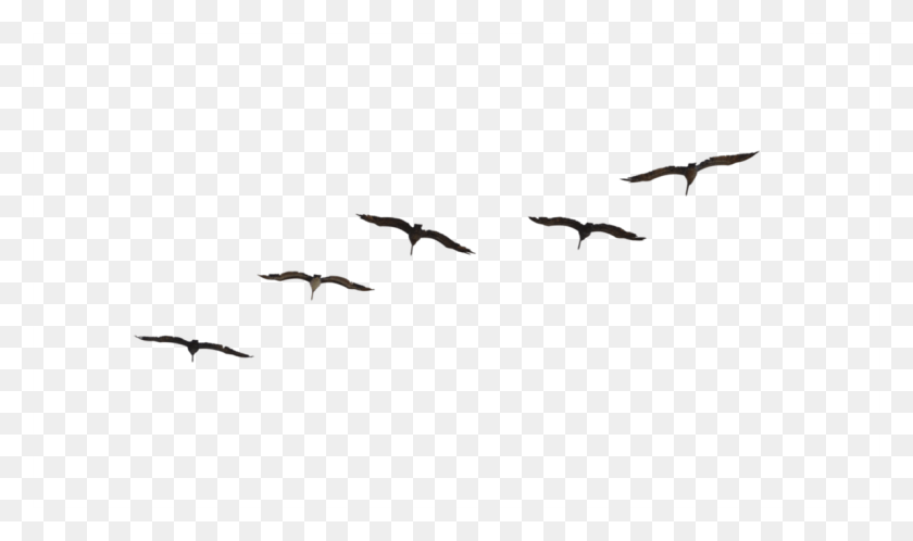 1193x670 Flying Pelican Image Transparent Birds Flying, Bird, Animal, Bat HD PNG Download