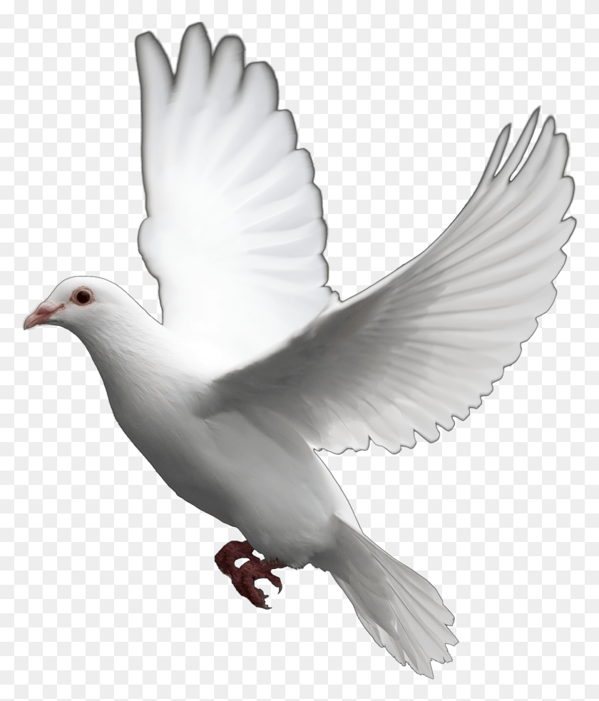 1363x1614 Flying Pigeon Transparent Background White Dove, Bird, Animal, Beak HD PNG Download