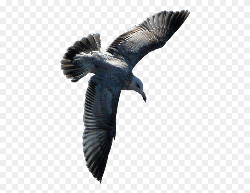 439x590 Flying Sea Gull Transparent Image Number Three Burung Terbang, Bird, Animal, Kite Bird HD PNG Download