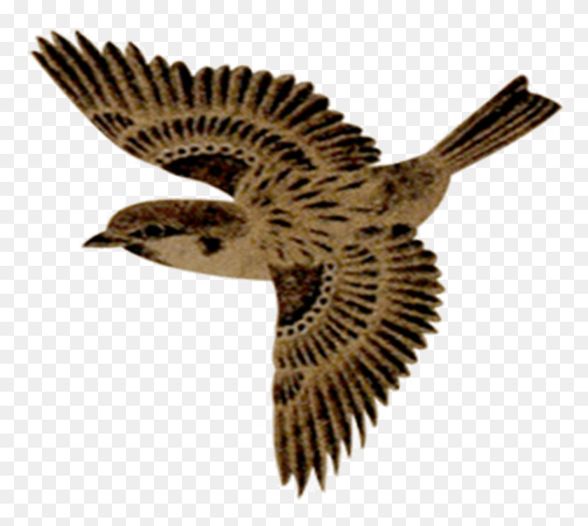 793x704 Flying Sparrow No Background Sparrow Bird Fly, Panther, Wildlife, Mammal HD PNG Download