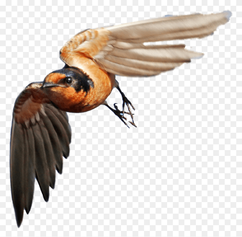 913x891 Flying Transparent Swallow Gif, Bird, Animal, Bee Eater Descargar Hd Png