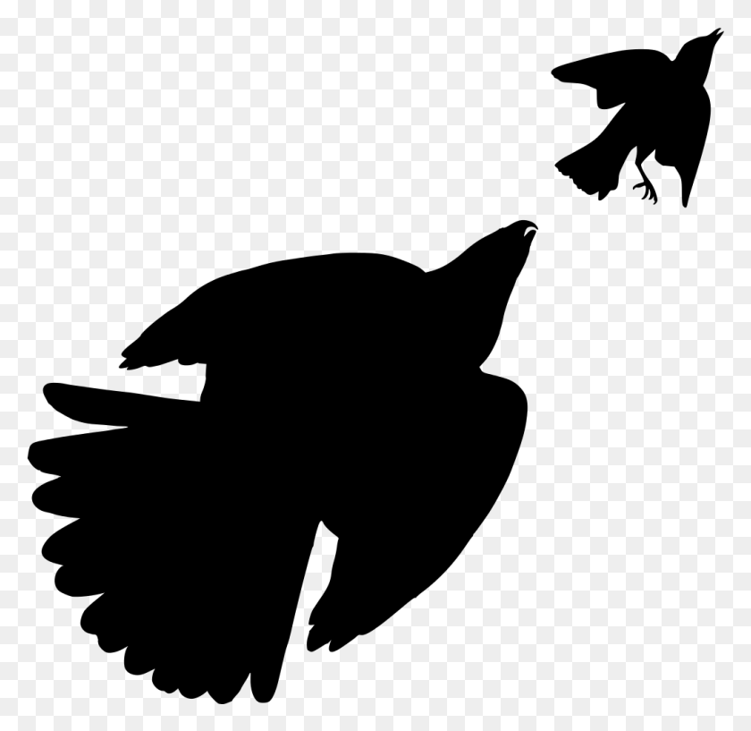 1024x995 Flying Vector Hawk Wing Pájaro Azul, Grey, World Of Warcraft Hd Png