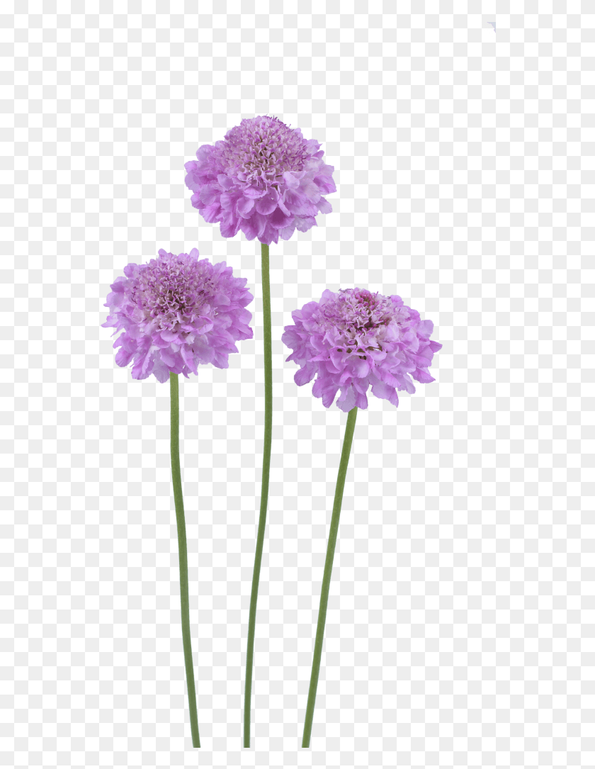560x1025 Focal Scoop Lilac Pincushion Flower, Plant, Dahlia, Blossom HD PNG Download