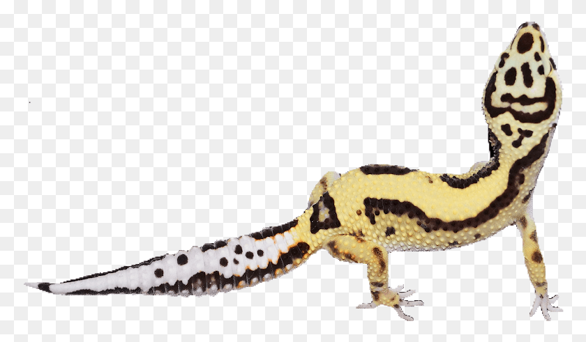778x431 Enfoque En Las Rayas Negritas Noches Negras Mack Snows Banded Geckos, Gecko, Lagarto, Reptil Hd Png