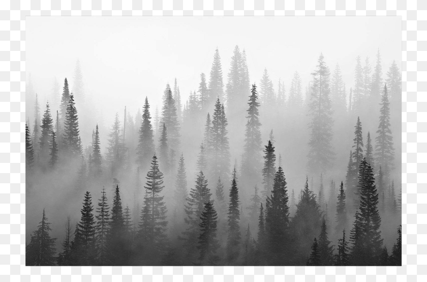 743x494 Fog Forest Wallpaper Mural, Nature, Weather, Outdoors HD PNG Download