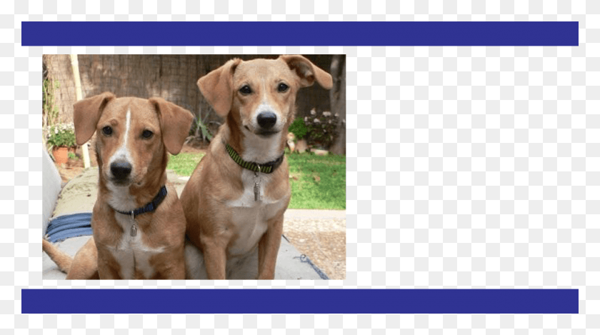 1200x630 Fogo Webheader Dog, Hound, Pet, Canine HD PNG Download