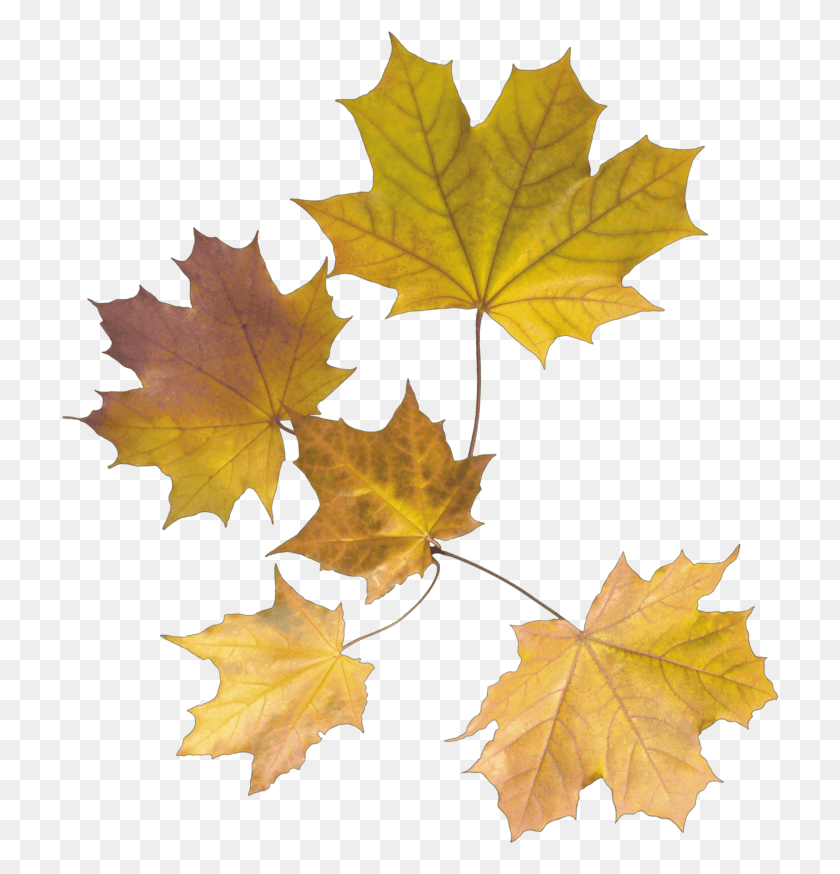 719x814 Folhas Secas Maple Leaf, Leaf, Plant, Tree HD PNG Download