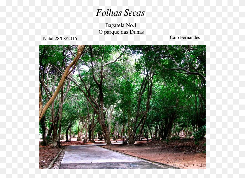 571x553 Descargar Png Folhas Secas Partitura Compuesta Por Caio Fernandes Parque Das Dunas Natal, Outdoors, Garden, Arbor Hd Png