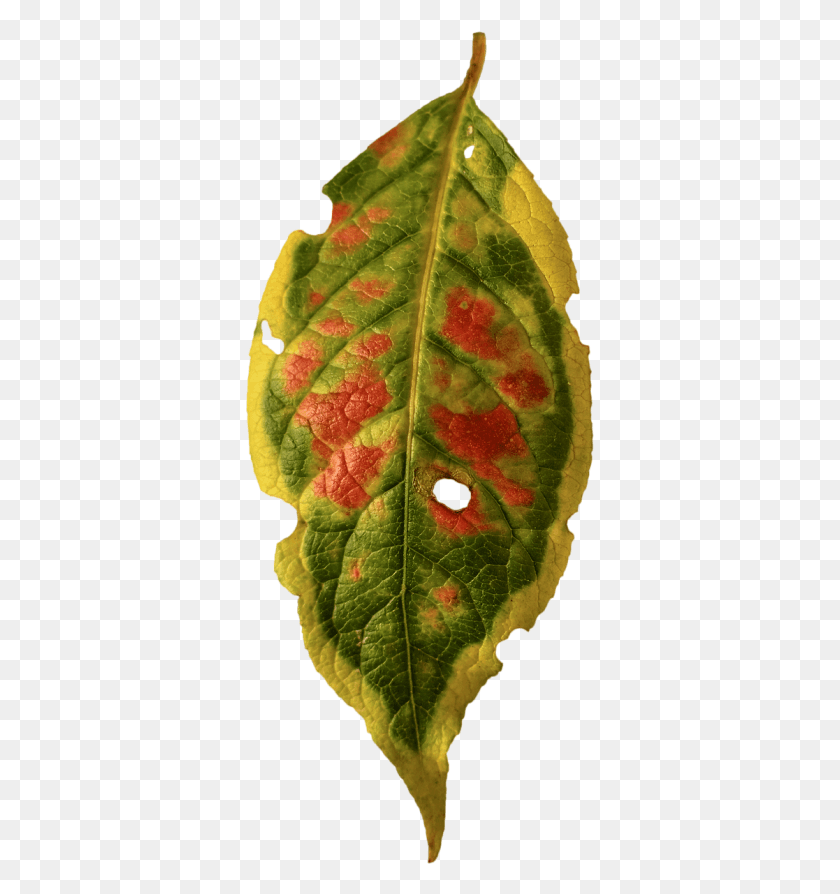 349x834 Descargar Png Follaje Leaffall Colorisolated De Arce, Vetas, Piña, Fruta Hd Png