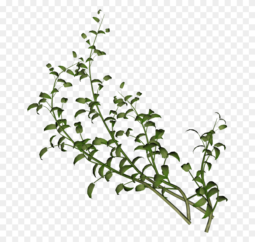 663x738 Природа Виноградная Лоза, Acanthaceae, Цветок, Растение Hd Png Скачать