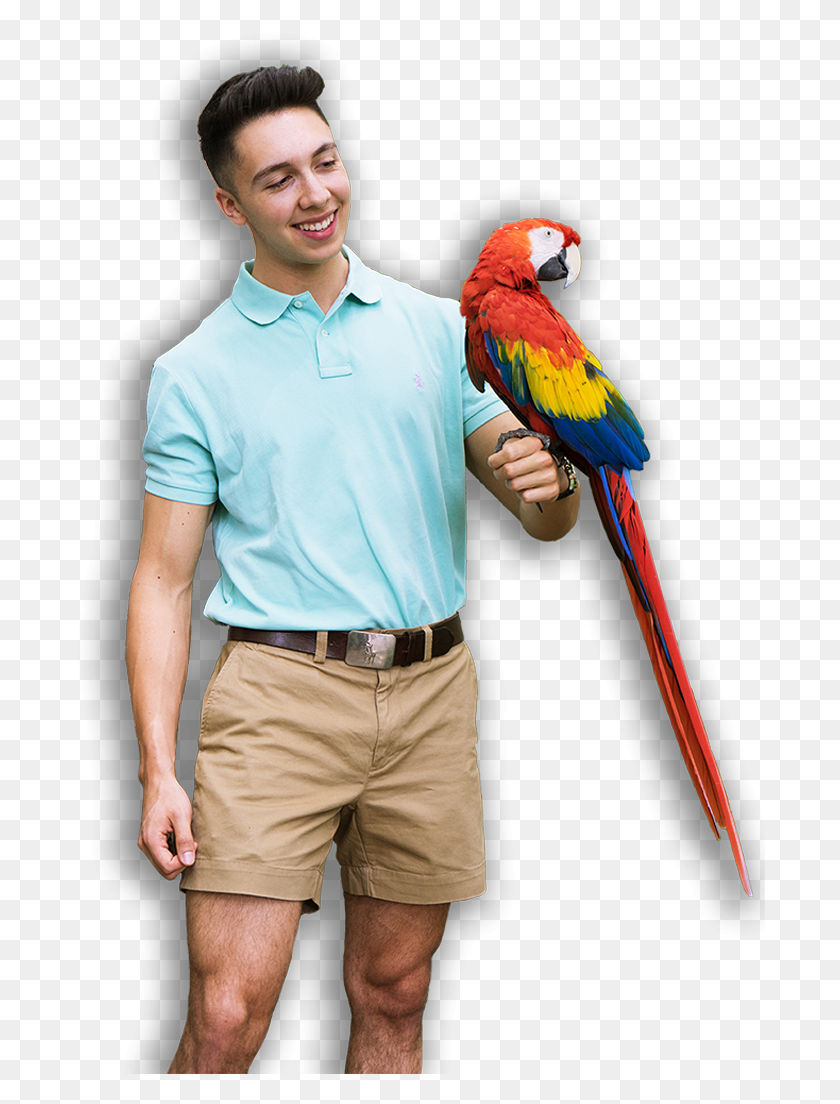 690x1044 Follow The Rainbow To Parrot Mountain 2019 Opening, Person, Human, Bird HD PNG Download