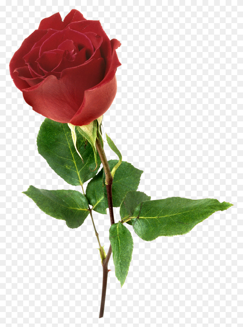 844x1161 Роза, Цветок, Растение Png Скачать