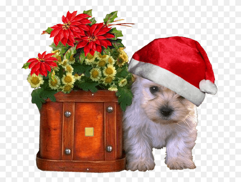 696x576 Fondos De Navidad Con Perritos Para Escritorio En, Растение, Цветок, Цветение Png Скачать