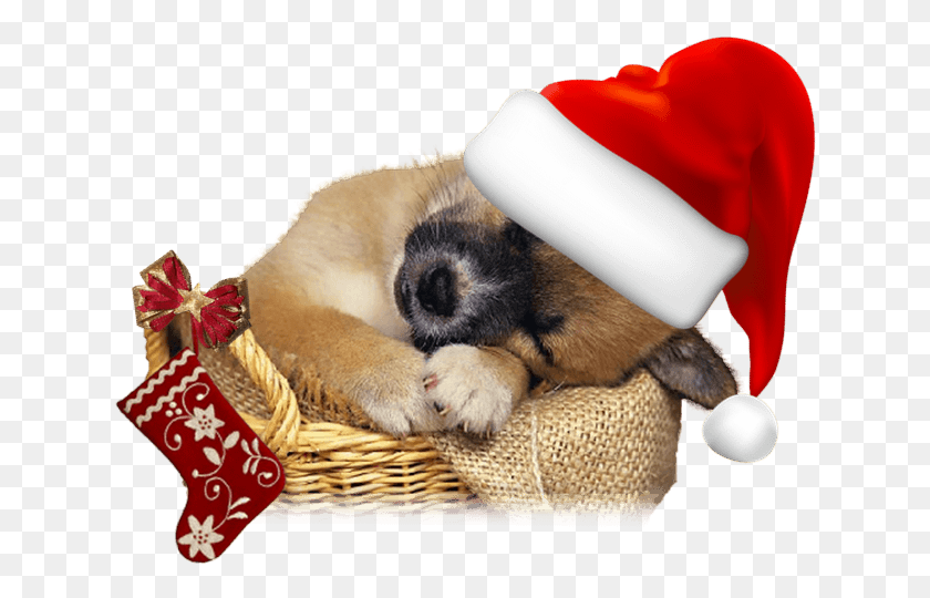 634x480 Fondos De Navidad Con Perritos Para Fondo En Gratis, Puppy, Dog, Pet HD PNG Download