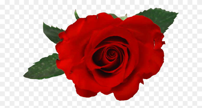 650x389 Fondos Tumblr Rosa Rosas Rojas Dibujos, Роза, Цветок, Растение Hd Png Скачать