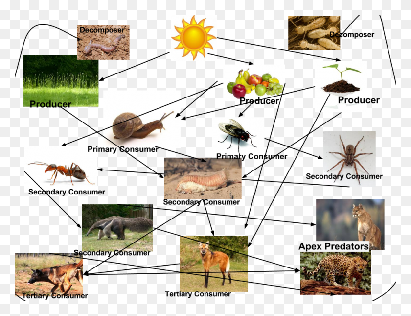960x720 Food Chain Of Ants, Antelope, Wildlife, Mammal HD PNG Download