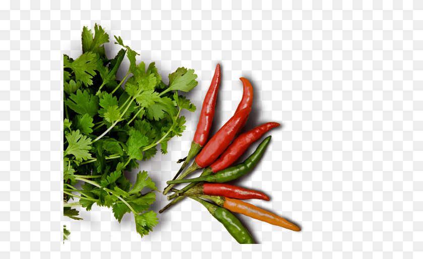 590x455 Descargar Imagen De Alta Calidad De Alimentos Perejil Psd, Planta, Florero, Jar Hd Png