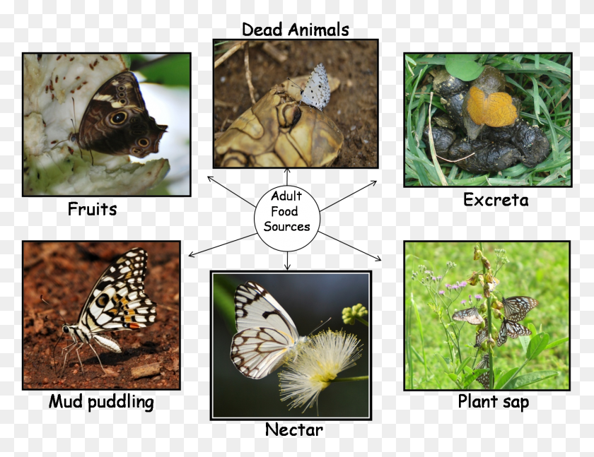 1463x1102 Food Source Of Butterflies Monarch Butterfly, Bird, Animal, Butterfly HD PNG Download