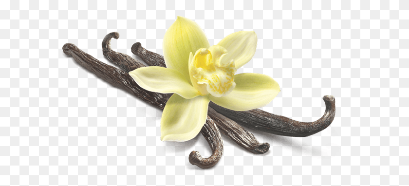 589x322 Еда Ванильная Орхидея, Растение, Цветок, Цветение Hd Png Скачать