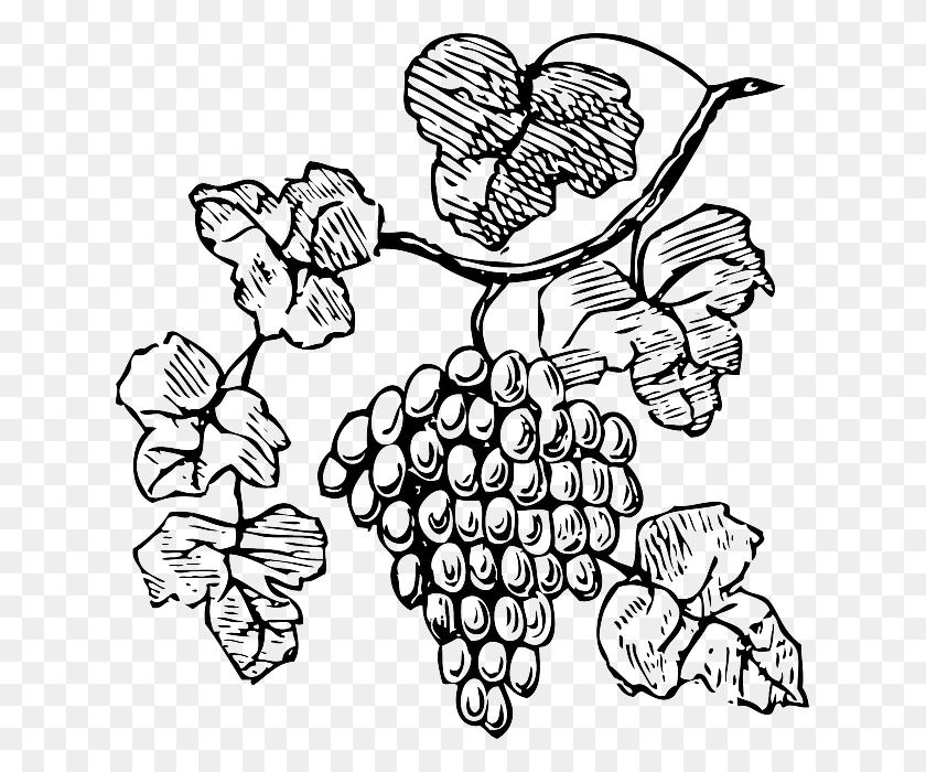 629x640 Food Wine Grapes Outline Drawing Tree Border Grapes Clipart, Plant HD PNG Download