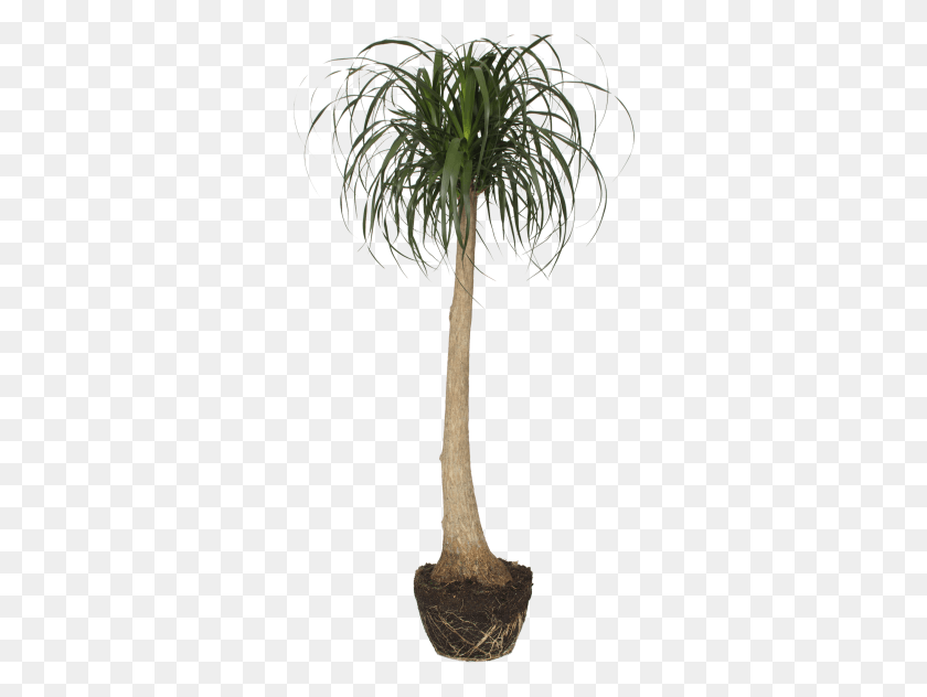 312x572 Foot Houseplant, Tree, Plant, Palm Tree HD PNG Download