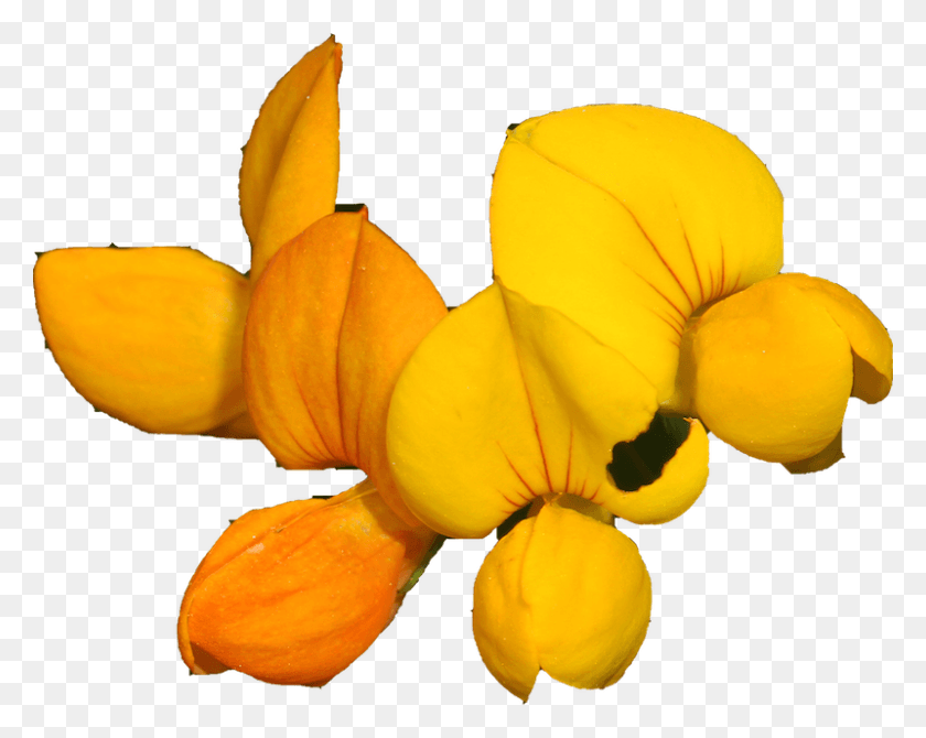 800x626 Foot Trefoil By Judy Gallagher Via Wikimedia Senna, Plant, Petal, Flower HD PNG Download