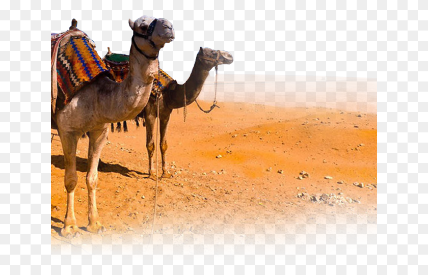 640x480 Png Верблюд Верблюд С Пустыней, Млекопитающее, Животное, Лошадь Png Скачать