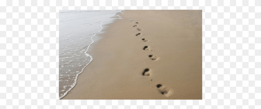 463x292 Footprints In Recovery Footprint, Bird, Animal, Outdoors HD PNG Download