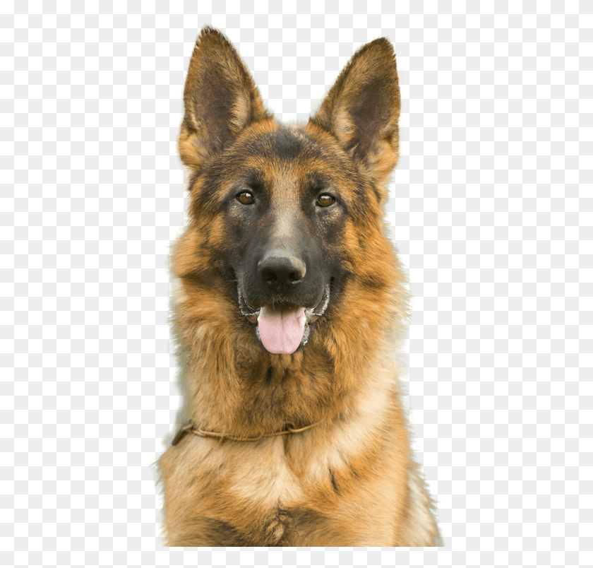 427x744 For Dogs Cats And Horses Old German Shepherd Dog, Pet, Canine, Animal HD PNG Download