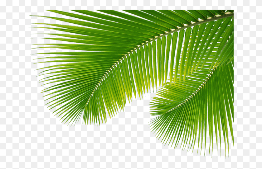 659x483 For Free On Mbtskoudsalg Palm Tree Leaves, Green, Leaf, Plant HD PNG Download