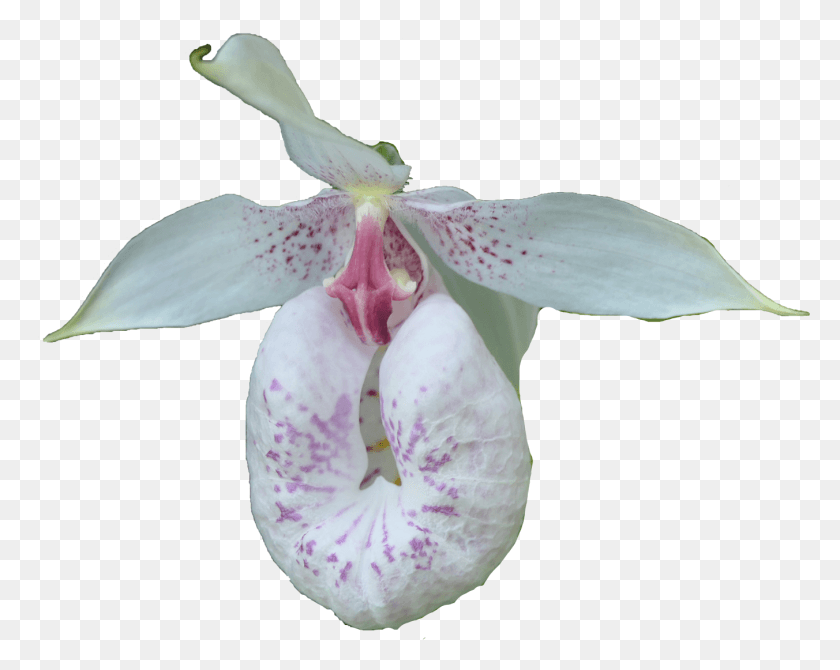 1352x1058 For Those Who Do Not Have Much Space Cypripedium Ulla Silkens, Plant, Flower, Blossom HD PNG Download