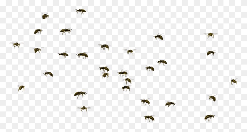 1012x506 For Wasp Swarm, Animal, Flying, Bird HD PNG Download