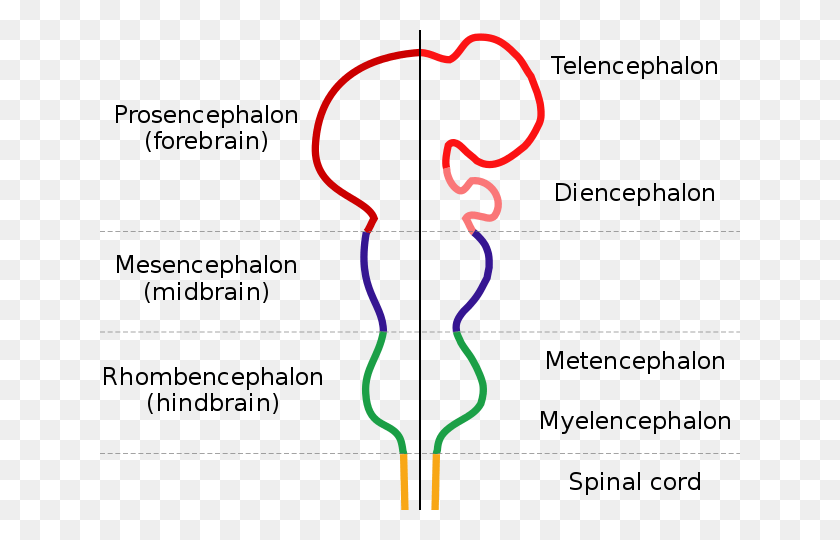 640x480 Forebrain Midbrain Hindbrain, Label, Text, Light Descargar Hd Png