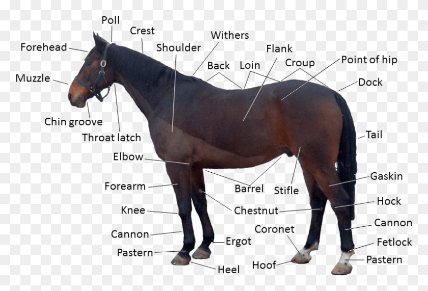 794x521 Forelock On A Horse, Mammal, Animal, Colt Horse HD PNG Download