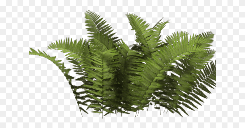 641x379 Forest Clipart Transparent Background Shrub Bush, Plant, Fern, Leaf HD PNG Download
