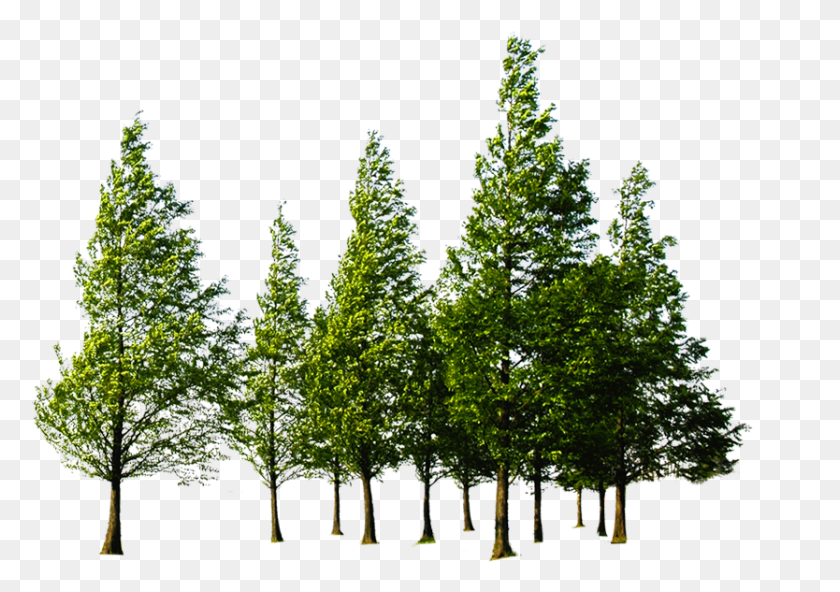 834x569 Forest High Quality Trees, Tree, Plant, Fir Descargar Hd Png