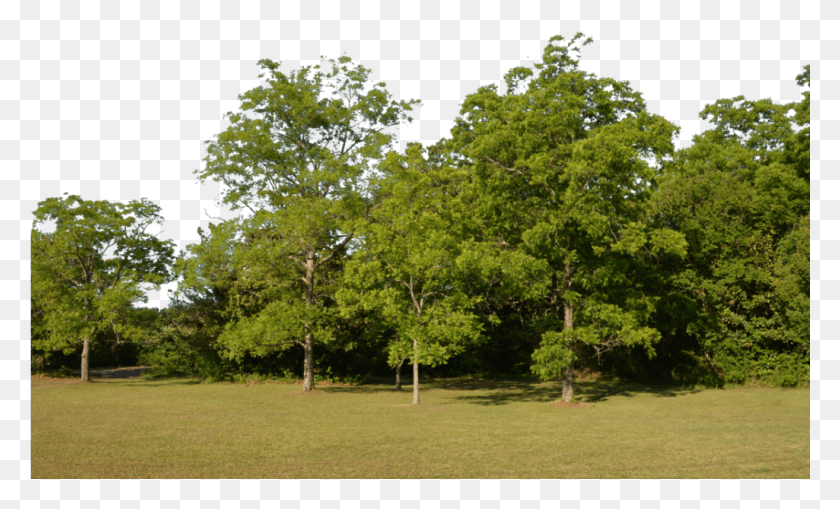 1025x591 Лесное Изображение Лес, Дерево, Растение, Трава Hd Png Скачать