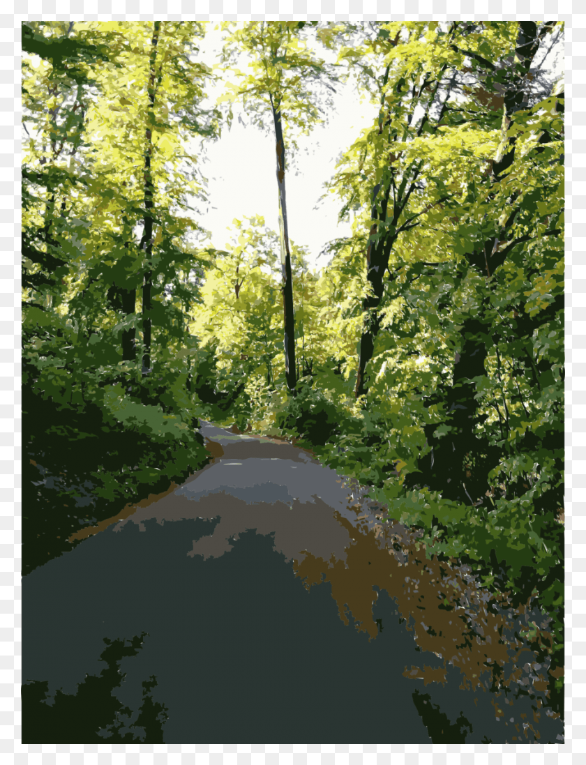 900x1197 Forest Impressions Clipart Temperate Broadleaf And, Vegetation, Plant, Road HD PNG Download