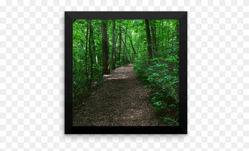 451x449 Forest Path Photograph Poster Print Old Growth Forest, Trail, Walkway, Outdoors Descargar Hd Png