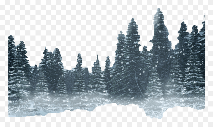801x453 Forest Photo Winter Forest Transparent Background, Tree, Plant, Nature HD PNG Download