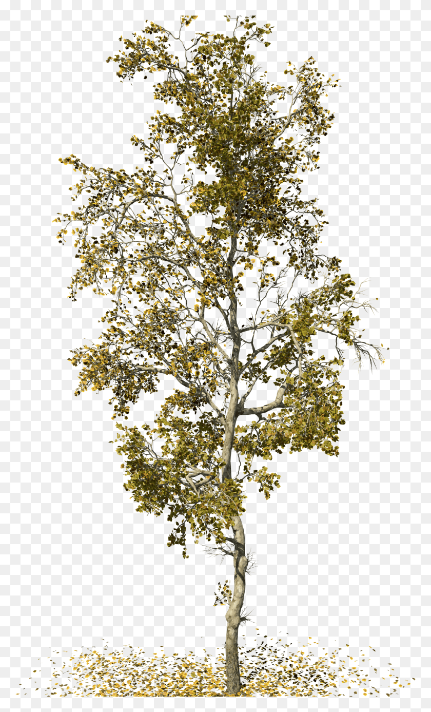 1838x3128 Forest Sycamore Tree Transparent HD PNG Download