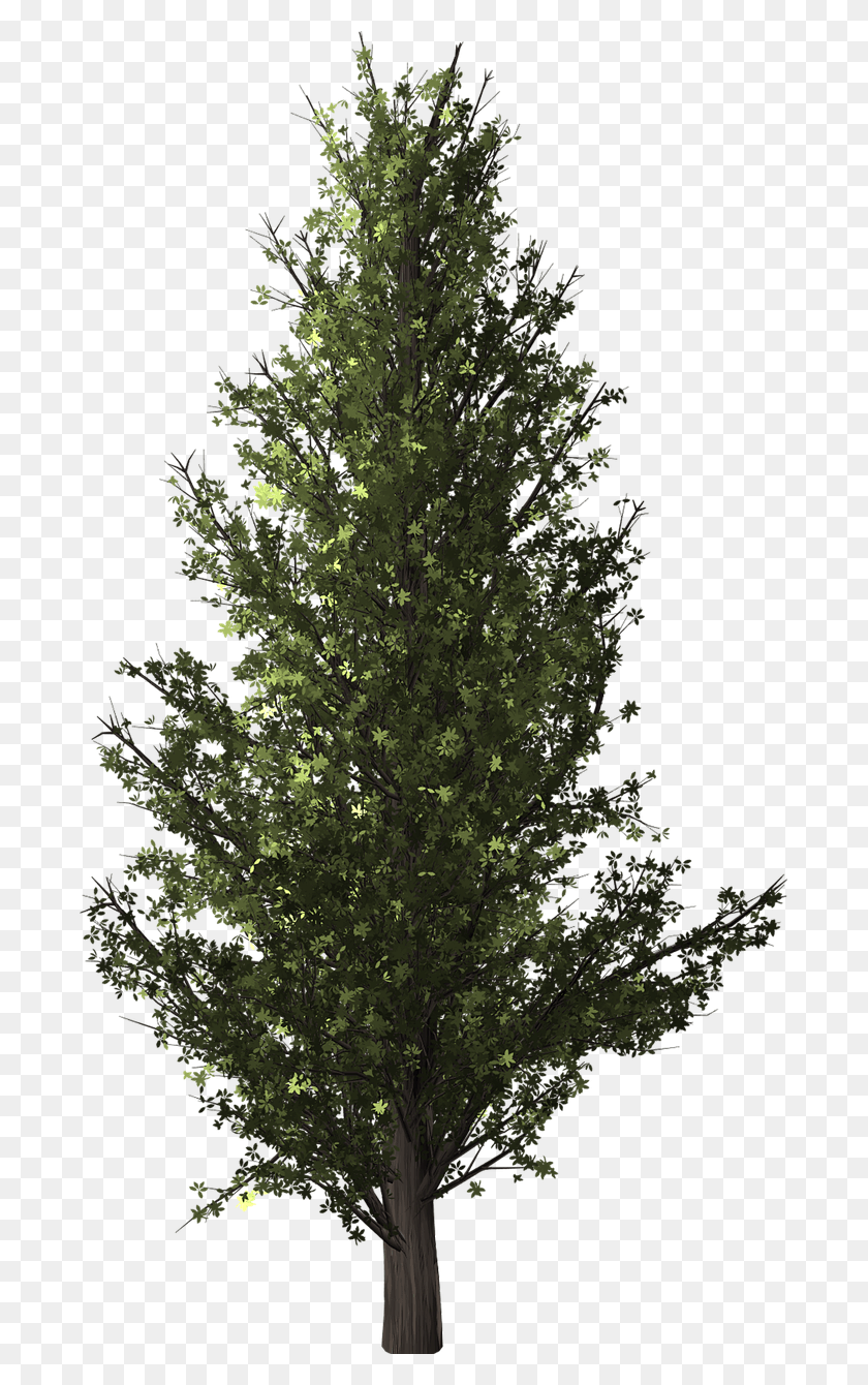 685x1280 Forest Tree Poplar Isolated Transparent Background Topol, Plant, Fir, Vegetation HD PNG Download