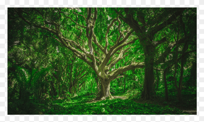 1001x571 Forest Trees, Vegetation, Plant, Land HD PNG Download