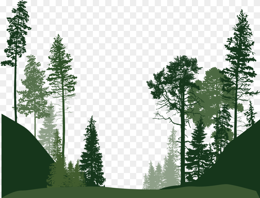 Forest Trees Background Forest Clipart, Conifer, Fir, Vegetation, Tree Transparent PNG