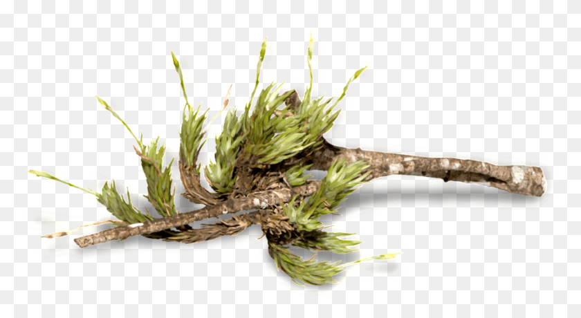 900x462 Forest Trees Transparent Twig, Plant, Animal, Flower HD PNG Download