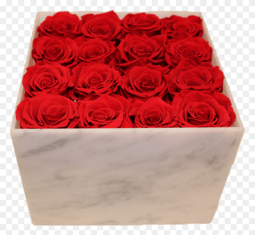 914x840 Форевер Роза На Прозрачном Фоне Садовые Розы, Растение, Цветок, Цветение Png Скачать