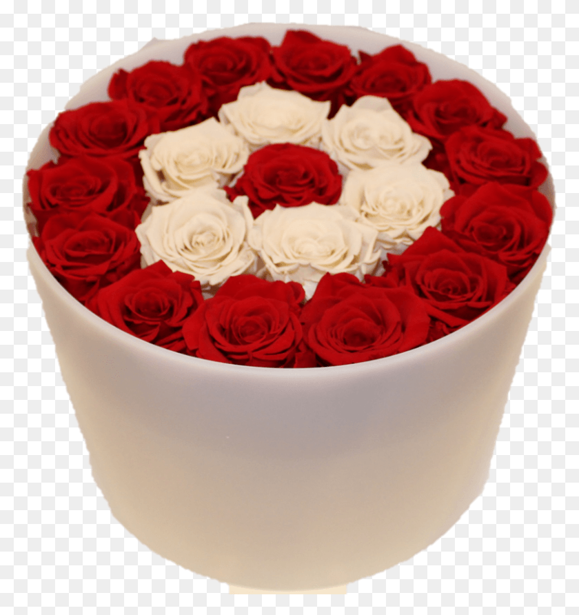 822x877 Форевер Роза На Прозрачном Фоне Садовые Розы, Растение, Цветок, Цветение Png Скачать