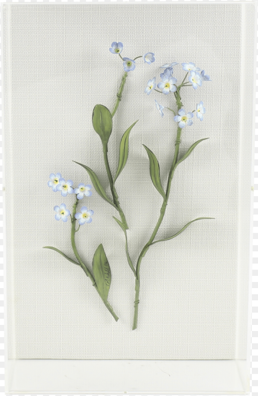 884x1360 Forget Me Not Alpine Forget Me Not, Flower, Pattern, Plant, Flower Arrangement Transparent PNG