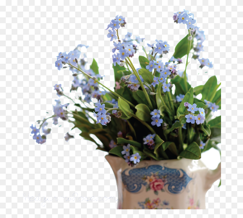 688x693 Forget Me Not Pic Forget Me Not, Plant, Flower, Blossom HD PNG Download